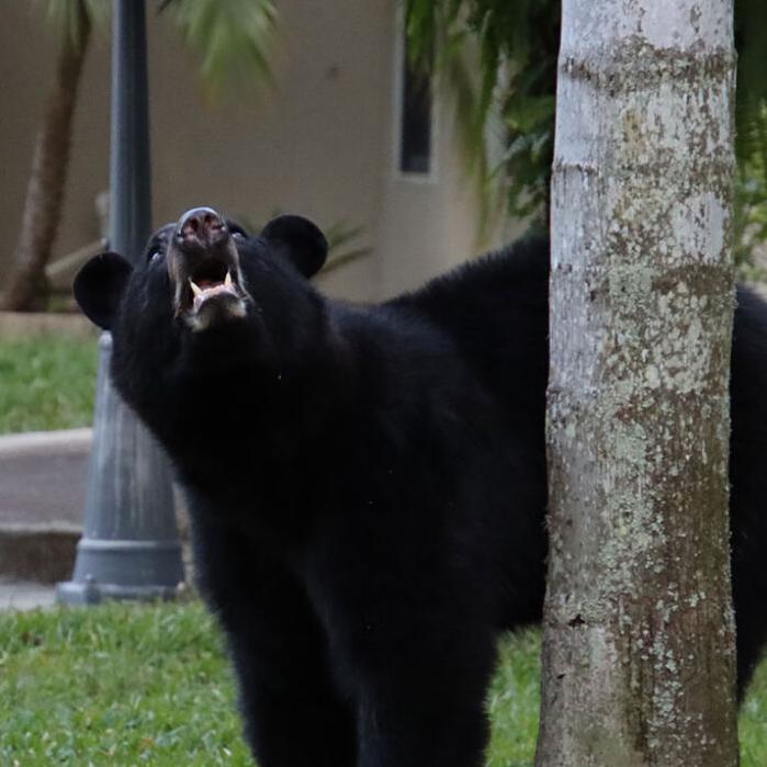 Nature One, City Girl Zero